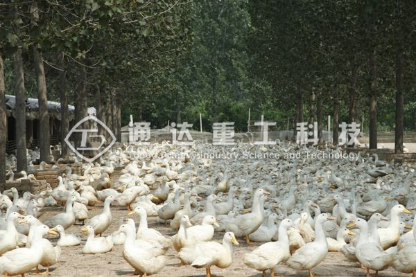  鴨糞處理成有機(jī)肥?鴨糞處理成有機(jī)肥顆粒的方法和技巧